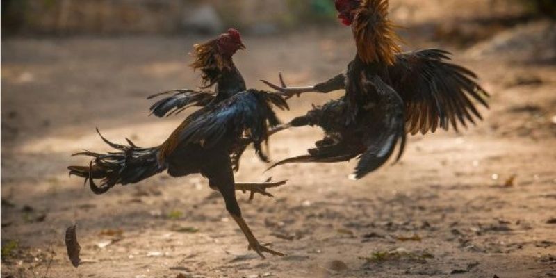 Tại sao cần chăm sóc gà sau trận đấu?