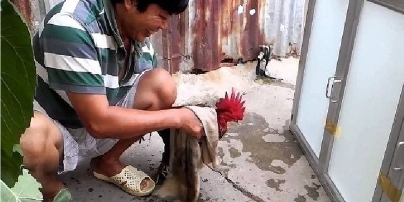 Các cách để chăm sóc gà sau trận đấu mà bạn cần nắm