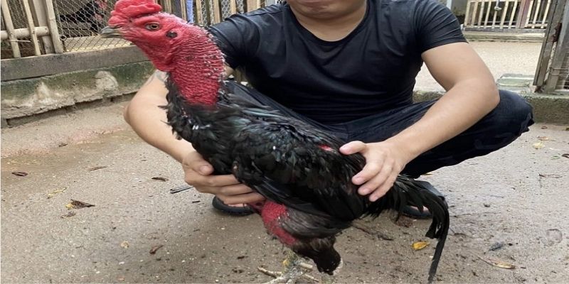 Một số lưu ý khi chăm sóc gà sau trận đấu